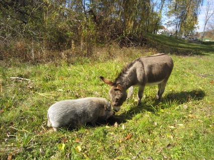 Donkey And Pig